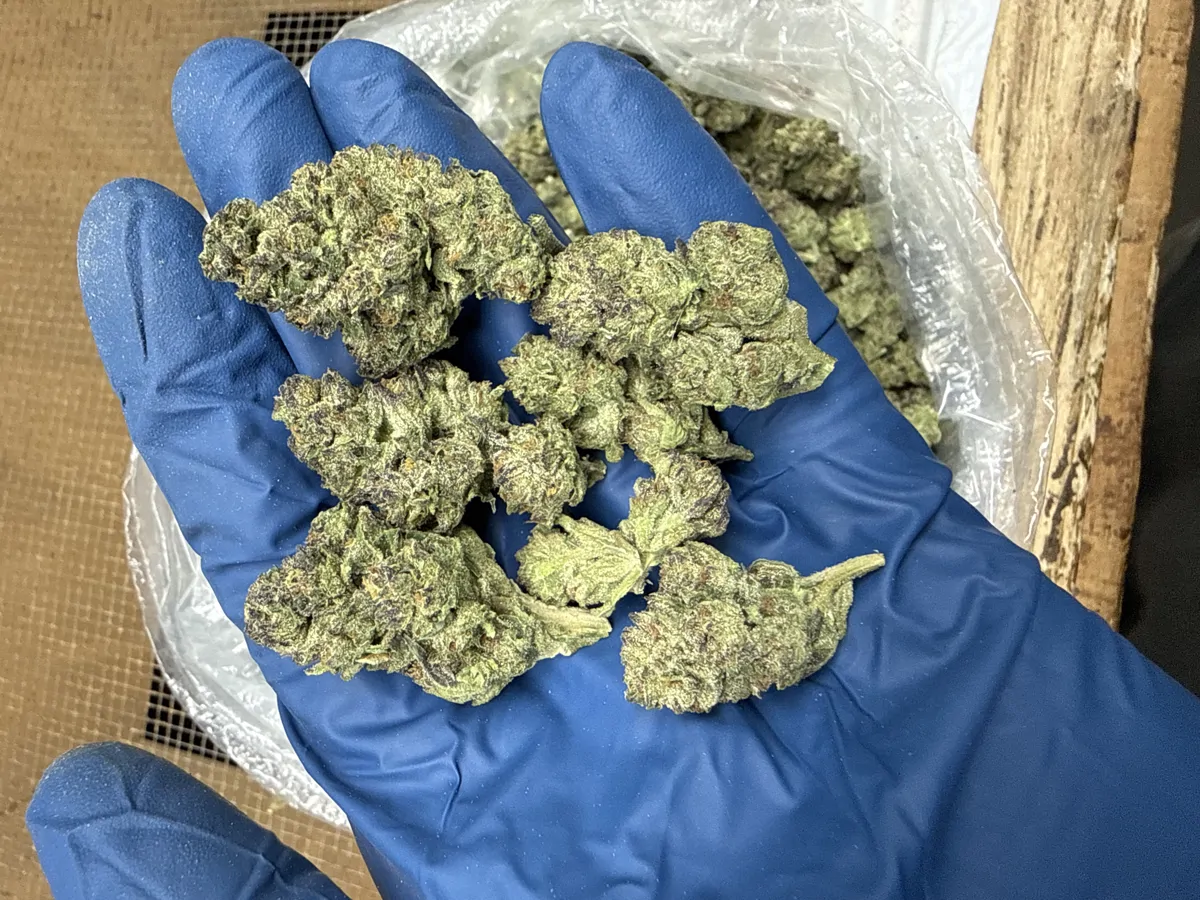 Icc Flower